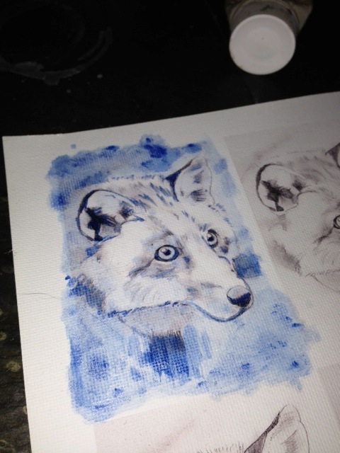 A Prussian Blue acrylic wash was used for an underpainting. I like to used complimentary colour to establish value on my underpaintings.